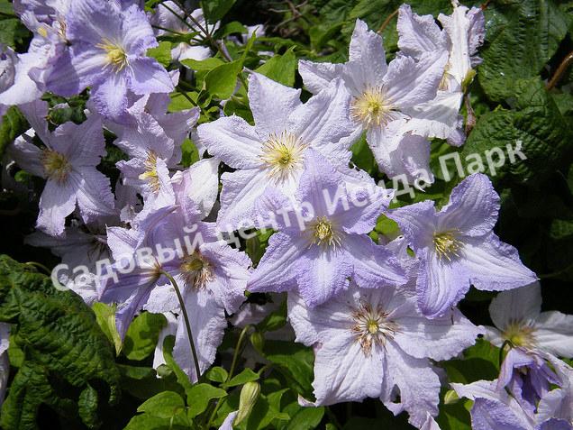 Клематис Блю Ангел, Блю Энджел, Голубой ангел (Blue Angel) Клематис Блю Ангел, Блю Энджел, Голубой ангел (Blue Angel)