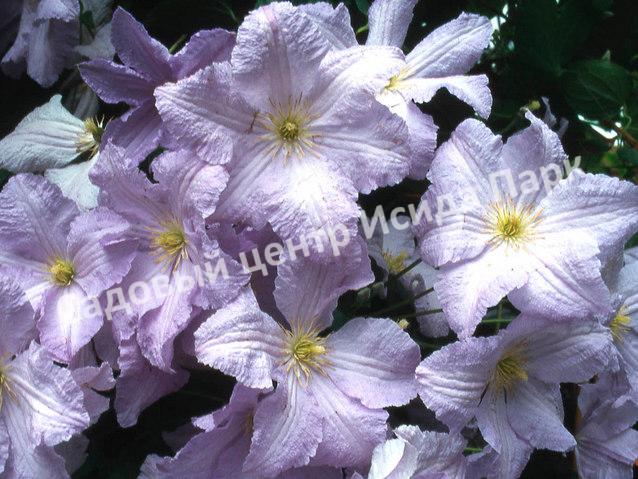 Клематис Блю Ангел, Блю Энджел, Голубой ангел (Blue Angel) Клематис Блю Ангел, Блю Энджел, Голубой ангел (Blue Angel)