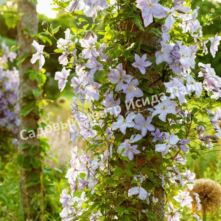 Клематис Блю Ангел, Блю Энджел, Голубой ангел (Blue Angel) Клематис Блю Ангел, Блю Энджел, Голубой ангел (Blue Angel)