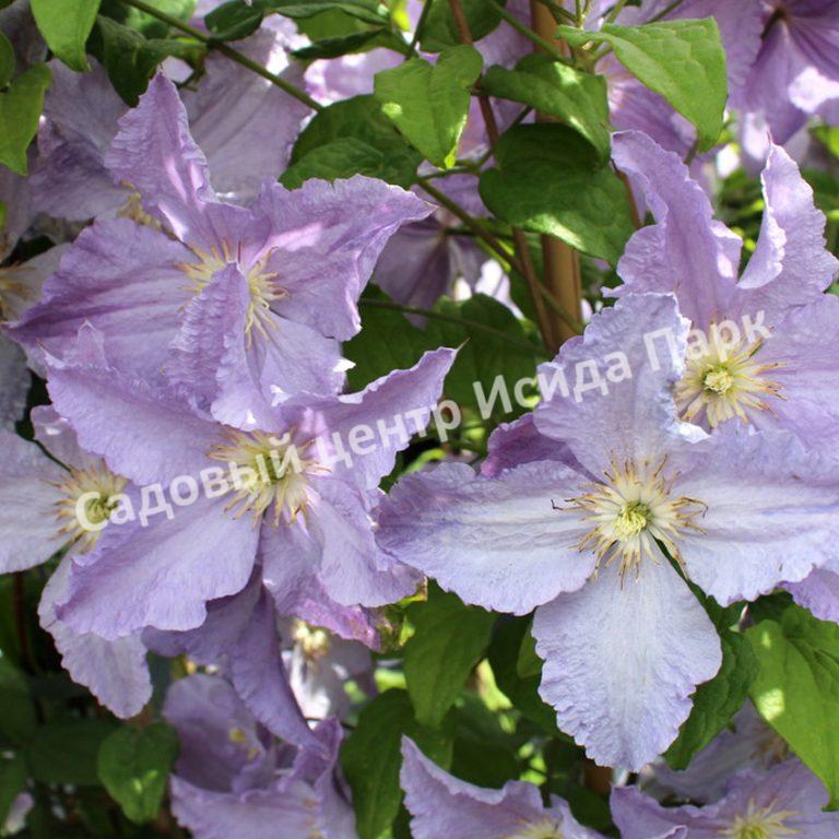 Клематис Блю Ангел, Блю Энджел, Голубой ангел (Blue Angel) Клематис Блю Ангел, Блю Энджел, Голубой ангел (Blue Angel)