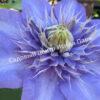 Клематис Блю Эксплоужен, Блу Експлошин, Голубой взрыв (Blue Explosion) 3