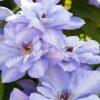 Клематис Блю Котильон (Blue Cotillion) 4