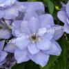 Клематис Блю Котильон (Blue Cotillion) 1