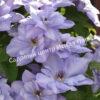 Клематис Блю Котильон (Blue Cotillion) 3