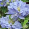 Клематис Блю Котильон (Blue Cotillion) 5