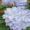Клематис Блю Котильон (Blue Cotillion) 6