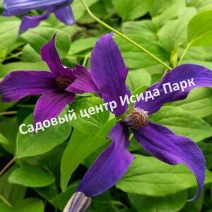 Клематис Блю Оушен, Zo09045 (Blue Ocean)