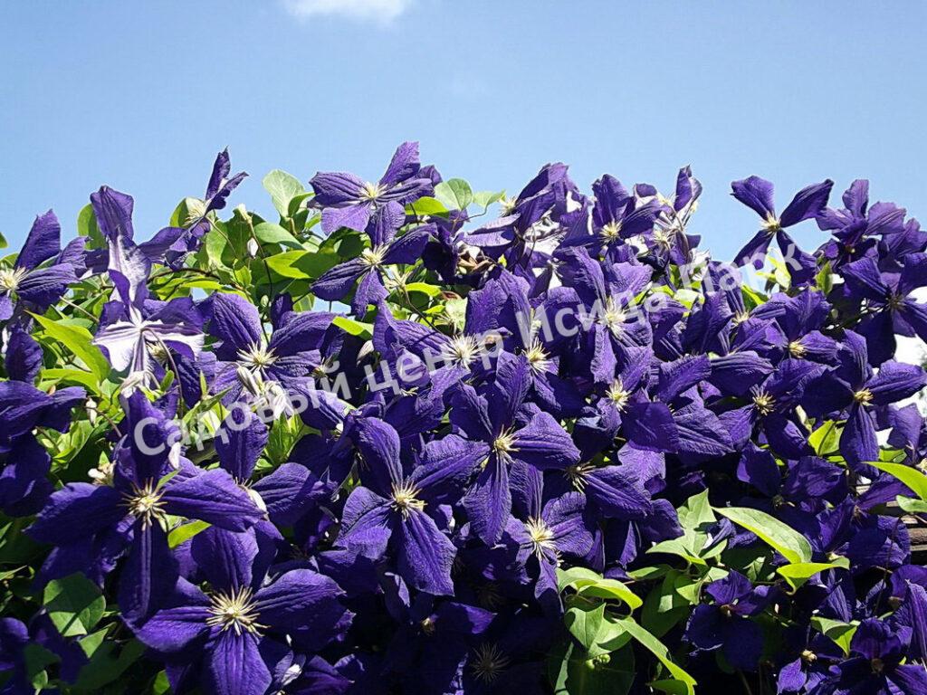 Клематис Блю Оушен, Zo09045 (Blue Ocean)