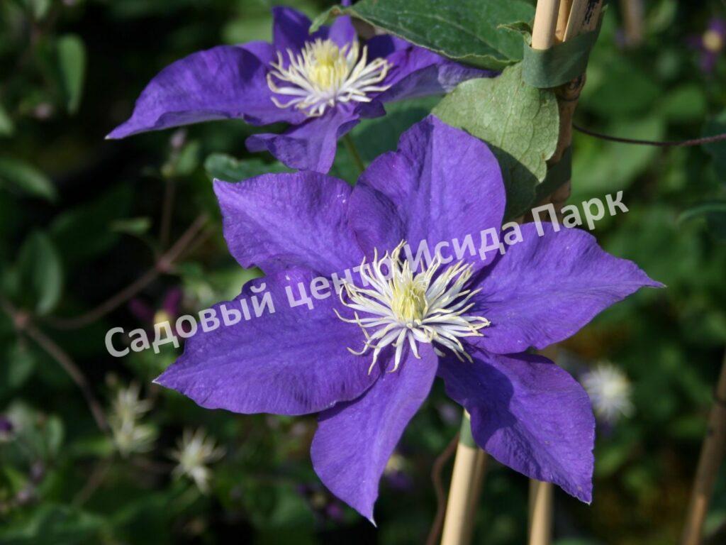 Клематис Блю Пируэт (Blue Pirouette)
