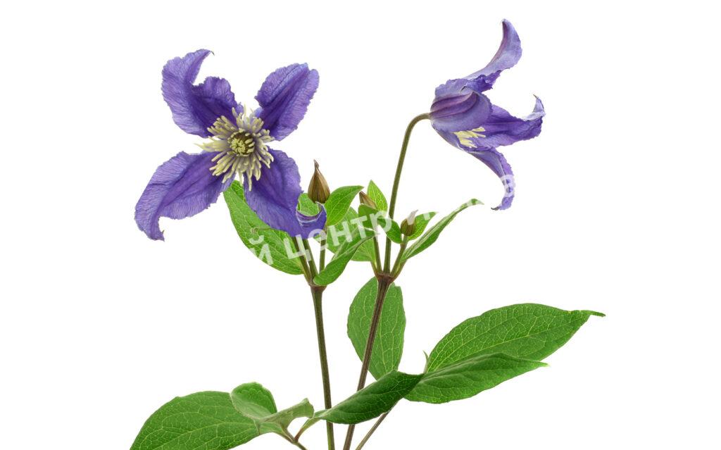 Клематис Блю Пируэт (Blue Pirouette)