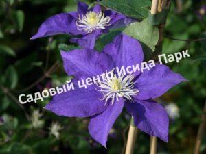 Клематис Блю Пируэт (Blue Pirouette)