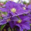 Клематис Генерал Сикорский (Generał Sikorski) 7