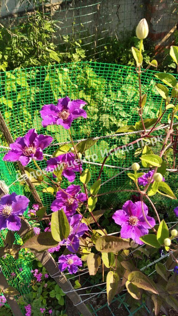 Клематис Ашва (Ashvа) Клематис Ашва (Ashvа)