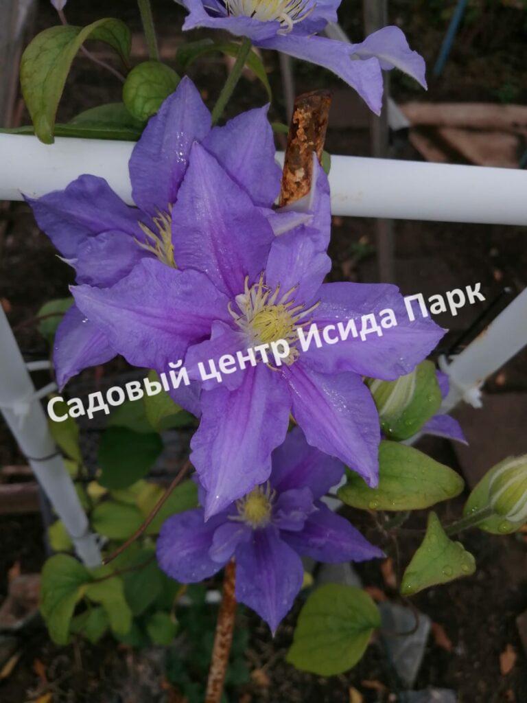 Клематис Бьюти оф Ворчестер (Beauty of Worcester)