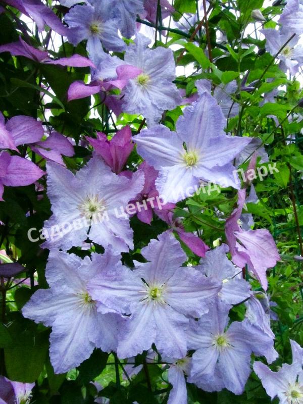 Клематис Блю Ангел, Блю Энджел, Голубой ангел (Blue Angel) Клематис Блю Ангел, Блю Энджел, Голубой ангел (Blue Angel)
