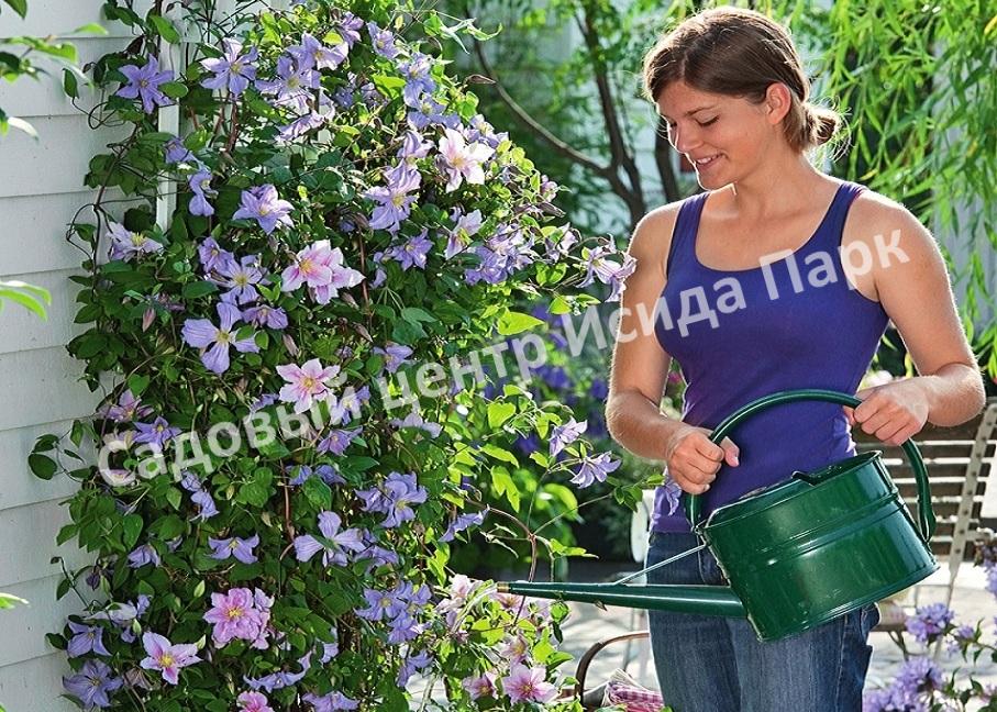 Клематис Блю Ангел, Блю Энджел, Голубой ангел (Blue Angel) Клематис Блю Ангел, Блю Энджел, Голубой ангел (Blue Angel)