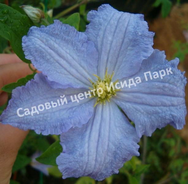 Клематис Блю Ангел, Блю Энджел, Голубой ангел (Blue Angel) Клематис Блю Ангел, Блю Энджел, Голубой ангел (Blue Angel)