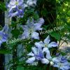 Клематис Блю Ангел, Блю Энджел, Голубой ангел (Blue Angel) 14 Клематис Блю Ангел, Блю Энджел, Голубой ангел (Blue Angel) 14