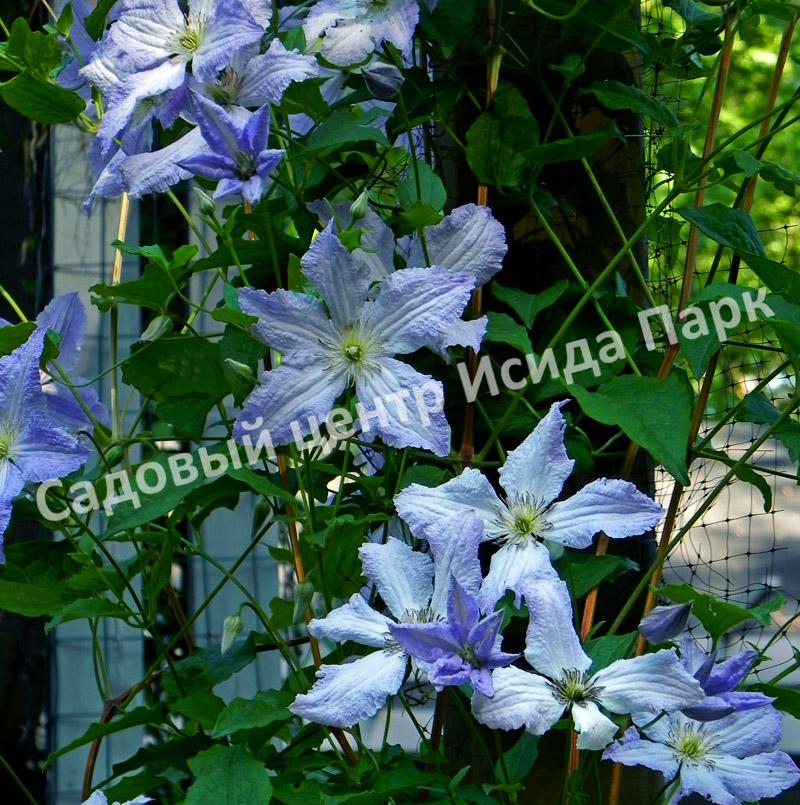 Клематис Блю Ангел, Блю Энджел, Голубой ангел (Blue Angel) Клематис Блю Ангел, Блю Энджел, Голубой ангел (Blue Angel)
