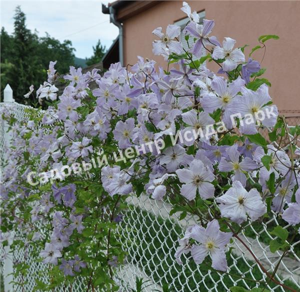 Клематис Блю Ангел, Блю Энджел, Голубой ангел (Blue Angel) Клематис Блю Ангел, Блю Энджел, Голубой ангел (Blue Angel)
