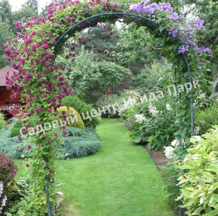 Клематис Блю Ангел, Блю Энджел, Голубой ангел (Blue Angel) Клематис Блю Ангел, Блю Энджел, Голубой ангел (Blue Angel)