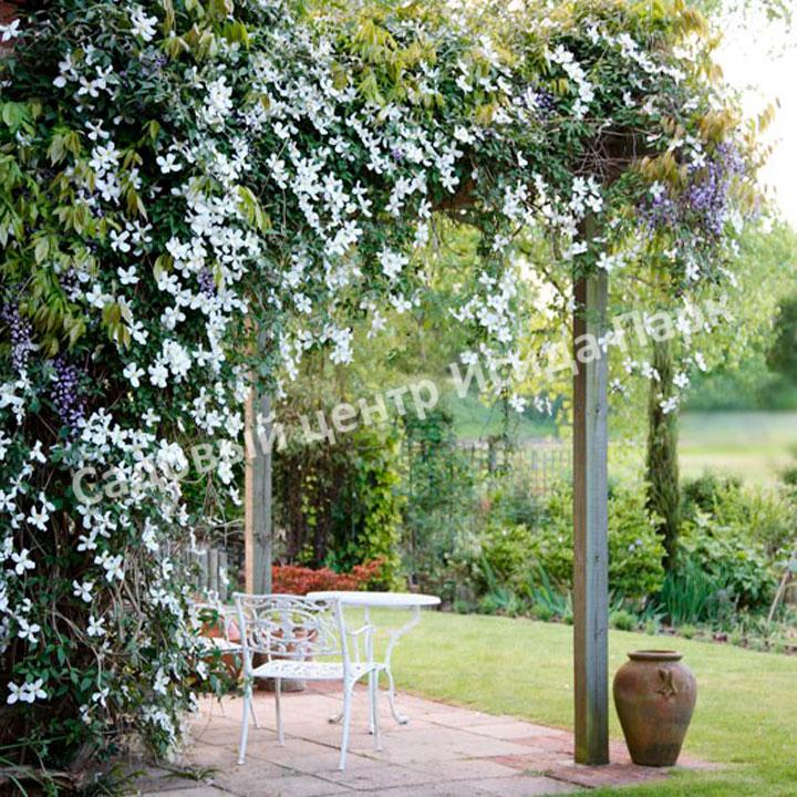 Клематис Блю Ангел, Блю Энджел, Голубой ангел (Blue Angel) Клематис Блю Ангел, Блю Энджел, Голубой ангел (Blue Angel)