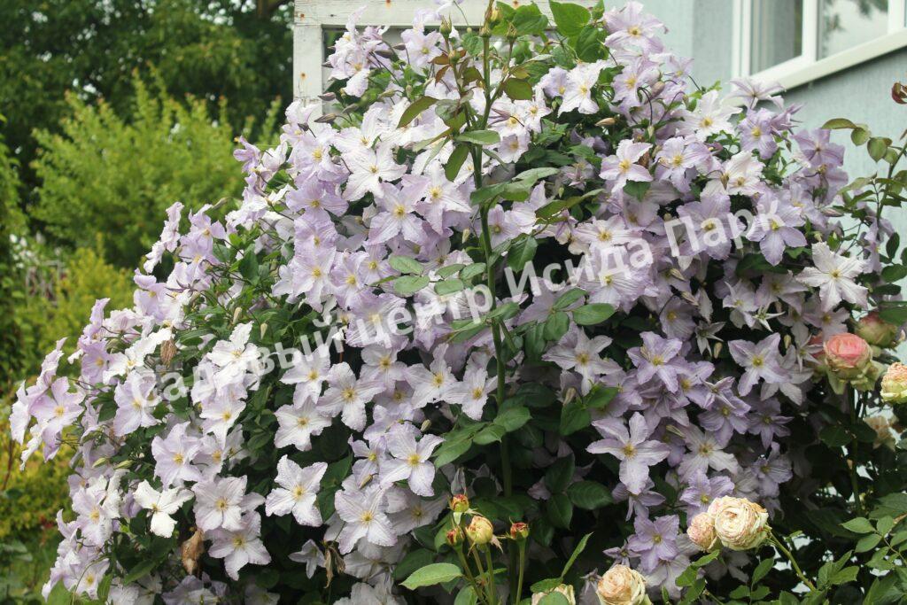 Клематис Блю Ангел, Блю Энджел, Голубой ангел (Blue Angel) Клематис Блю Ангел, Блю Энджел, Голубой ангел (Blue Angel)