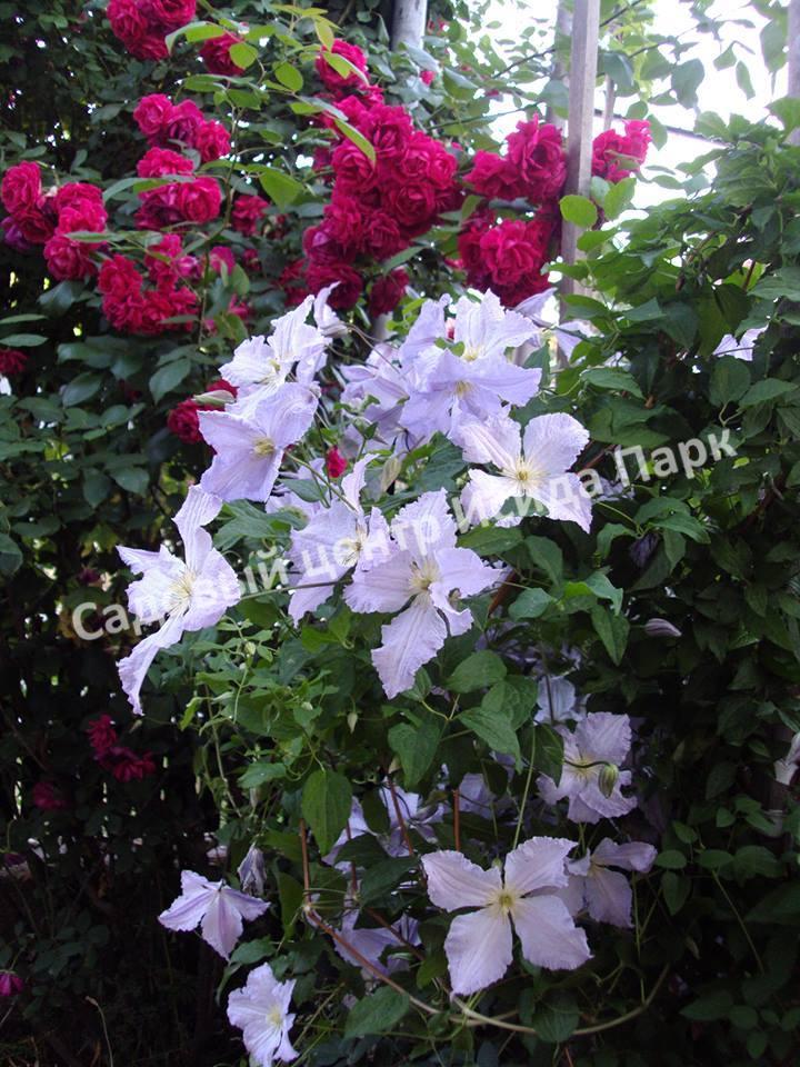 Клематис Блю Ангел, Блю Энджел, Голубой ангел (Blue Angel) Клематис Блю Ангел, Блю Энджел, Голубой ангел (Blue Angel)