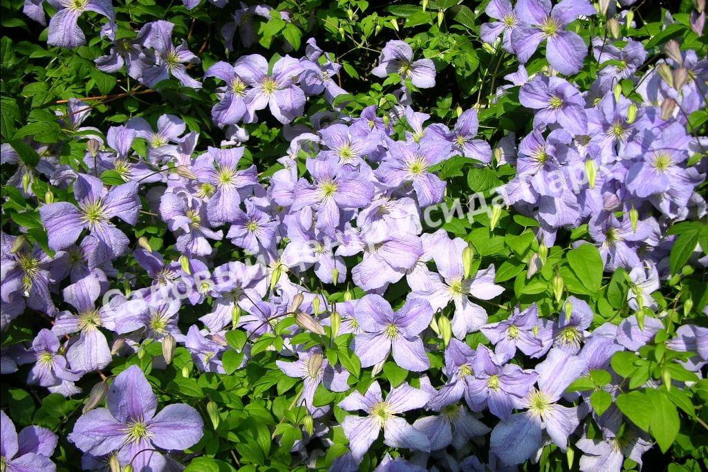 Клематис Блю Ангел, Блю Энджел, Голубой ангел (Blue Angel) Клематис Блю Ангел, Блю Энджел, Голубой ангел (Blue Angel)
