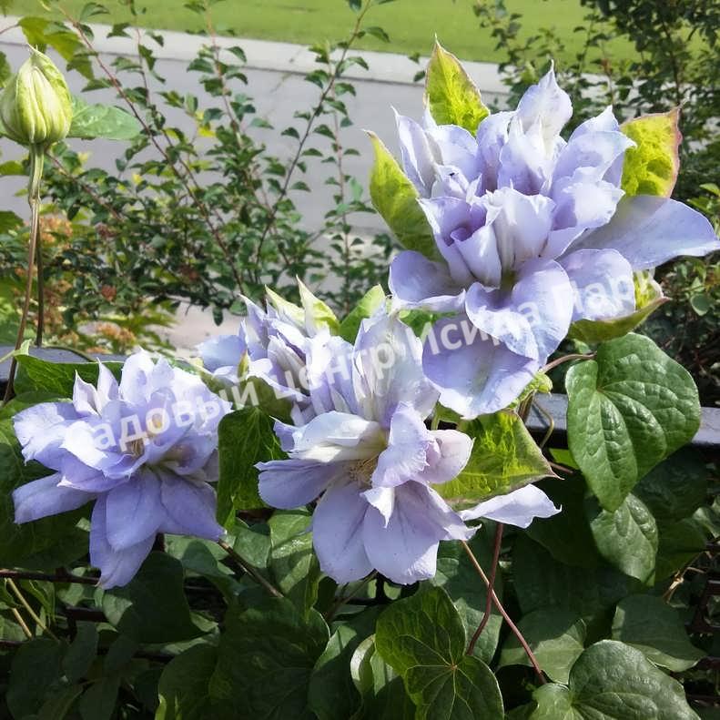Клематис Мазури (Mazury) Клематис Мазури (Mazury)
