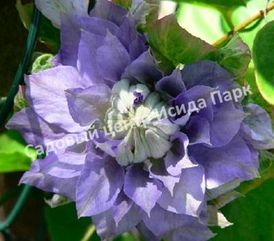 Клематис Мазури (Mazury) Клематис Мазури (Mazury)