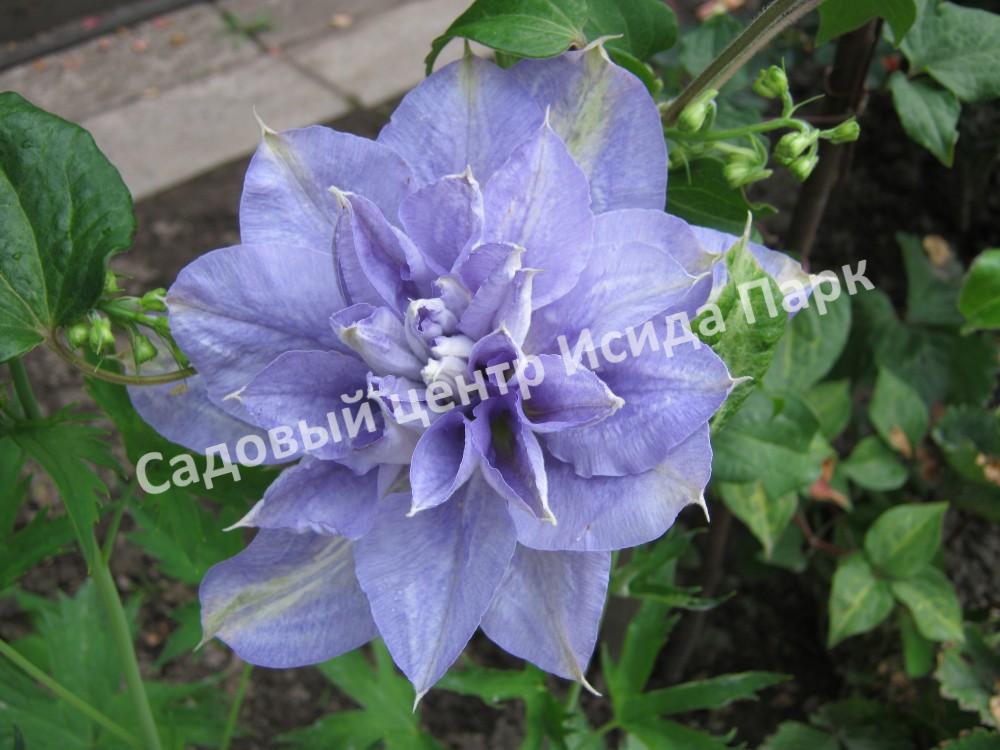 Клематис Мазури (Mazury) Клематис Мазури (Mazury)