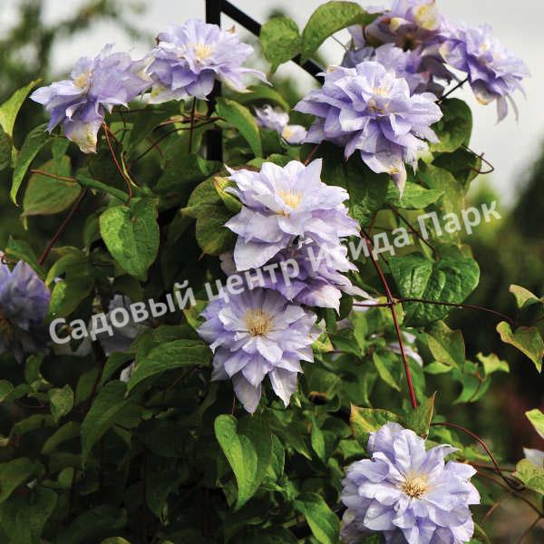 Клематис Мазури (Mazury) Клематис Мазури (Mazury)