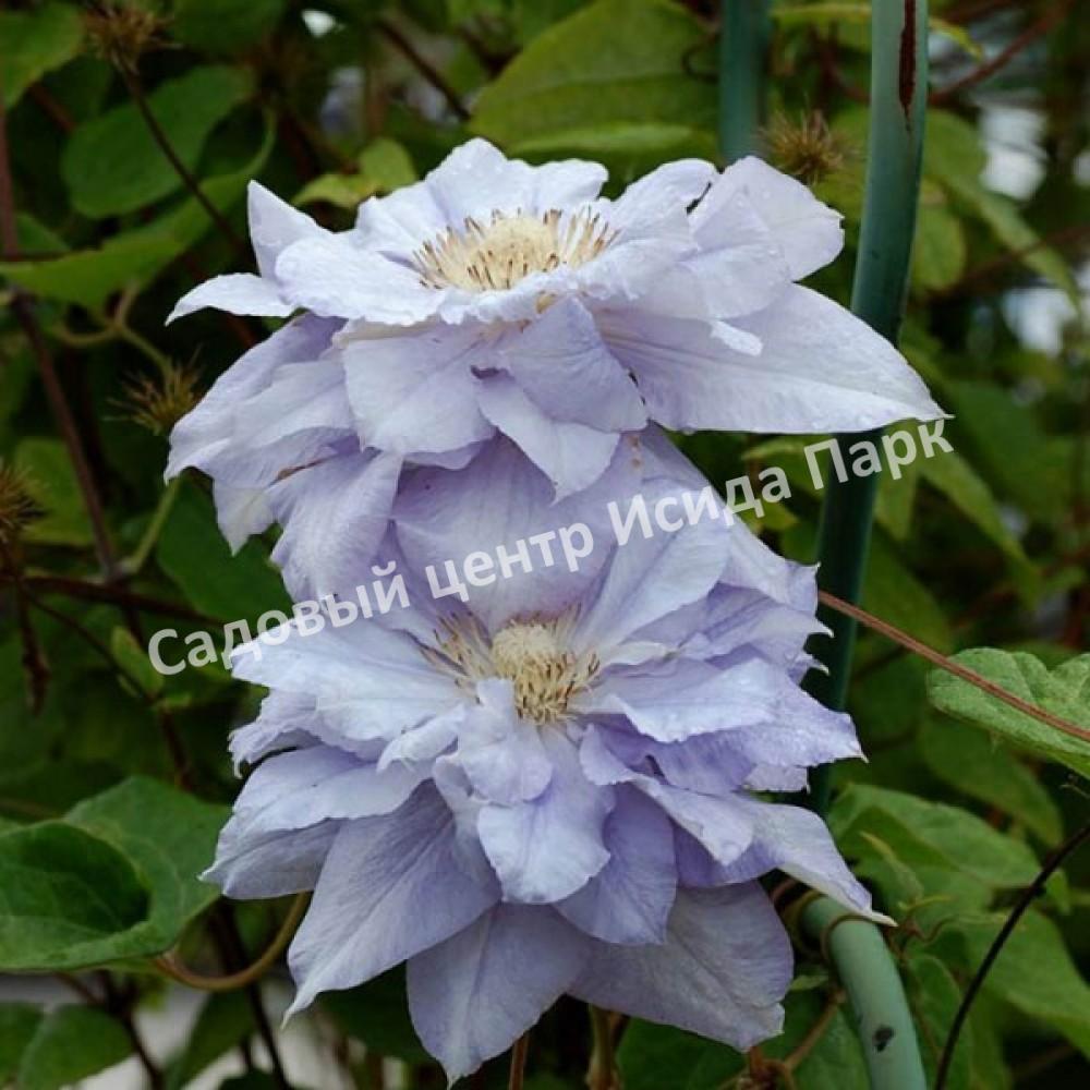 Клематис Мазури (Mazury) Клематис Мазури (Mazury)