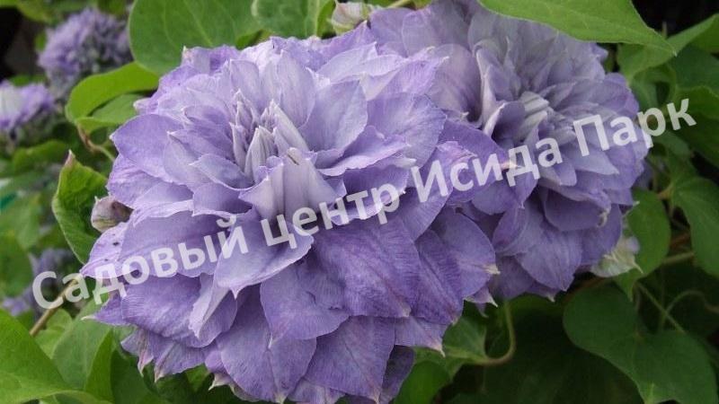 Клематис Мазури (Mazury) Клематис Мазури (Mazury)