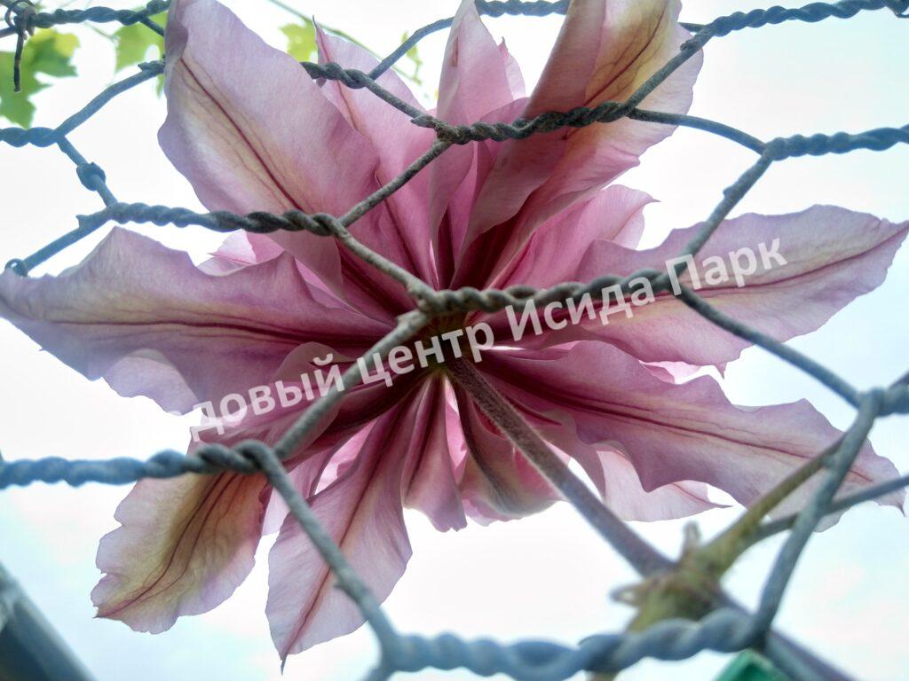 Клематис Виолет Элизабет (Violet Elizabeth)