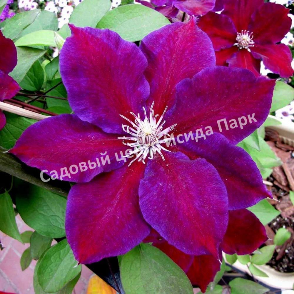 Клематис Юлька (Julka) Клематис Юлька (Julka)