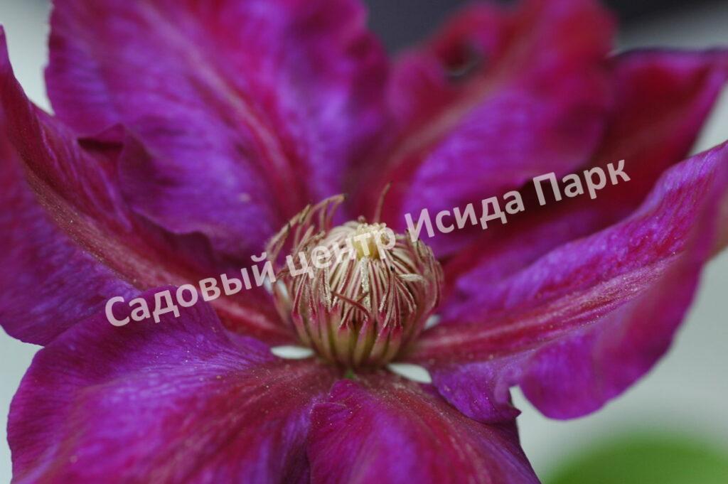 Клематис Юлька (Julka) Клематис Юлька (Julka)