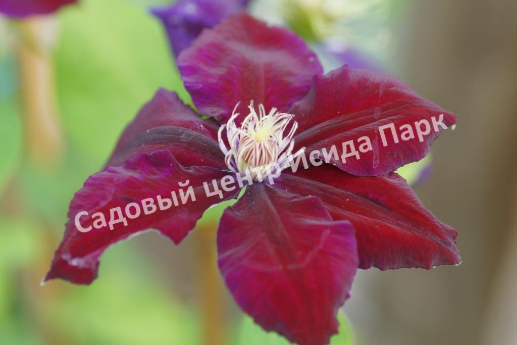 Клематис Юлька (Julka) Клематис Юлька (Julka)