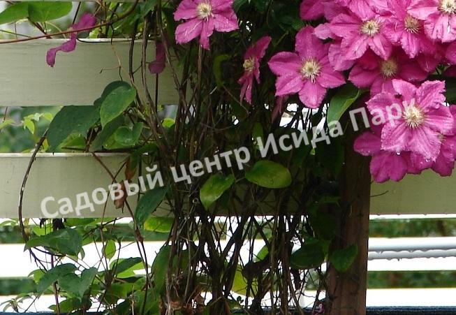 Клематис Юлька (Julka) Клематис Юлька (Julka)