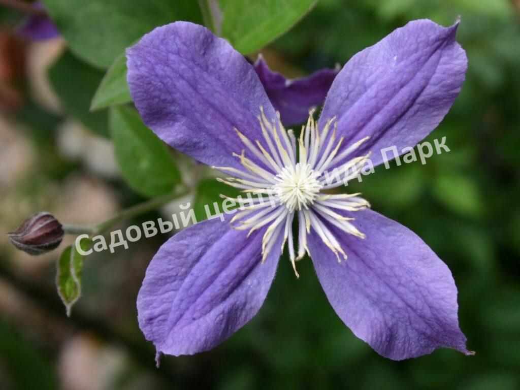 Клематис Арабелла (Arabella)