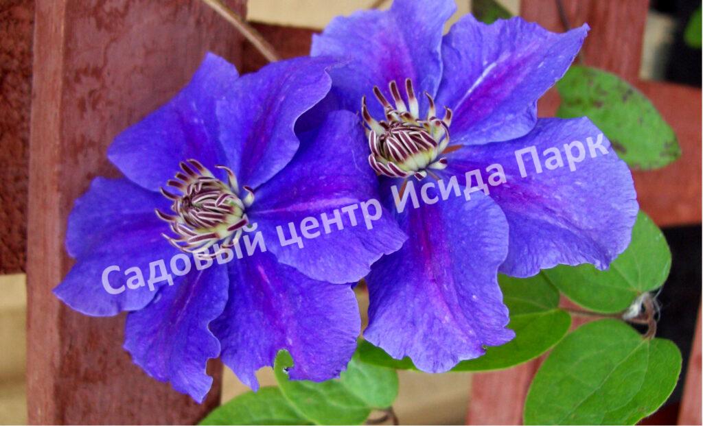 Клематис Ашва (Ashvа) Клематис Ашва (Ashvа)