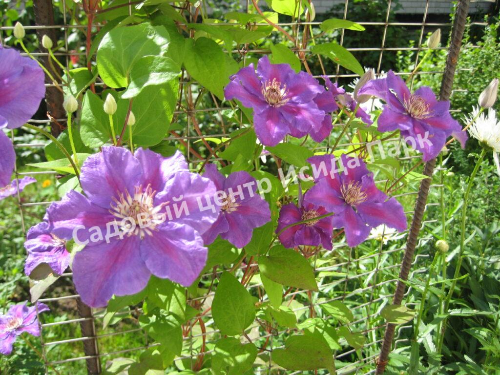 Клематис Ашва (Ashvа) Клематис Ашва (Ashvа)