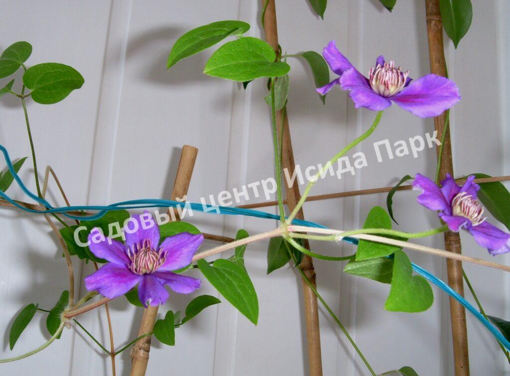 Клематис Ашва (Ashvа) Клематис Ашва (Ashvа)