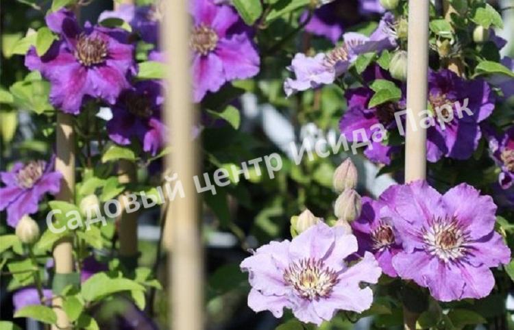 Клематис Ашва (Ashvа) Клематис Ашва (Ashvа)