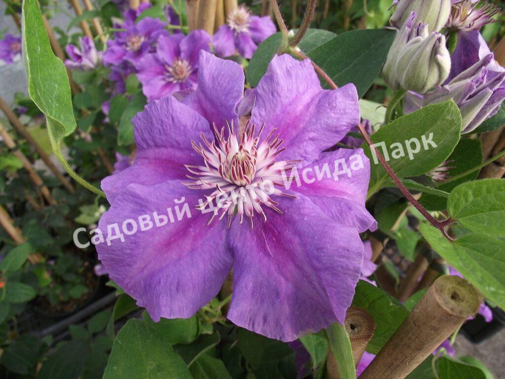 Клематис Ашва (Ashvа) Клематис Ашва (Ashvа)