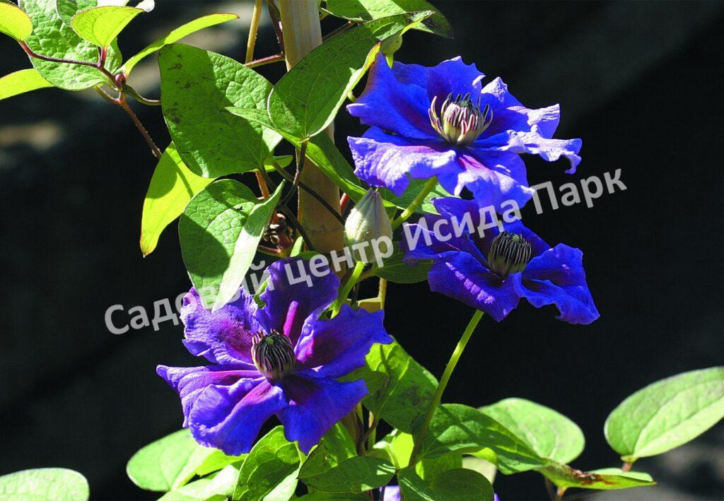 Клематис Ашва (Ashvа) Клематис Ашва (Ashvа)