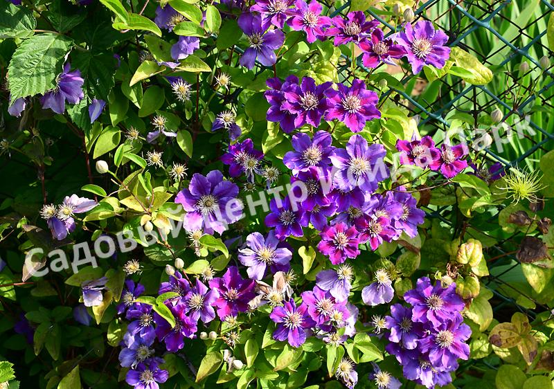 Клематис Ашва (Ashvа) Клематис Ашва (Ashvа)