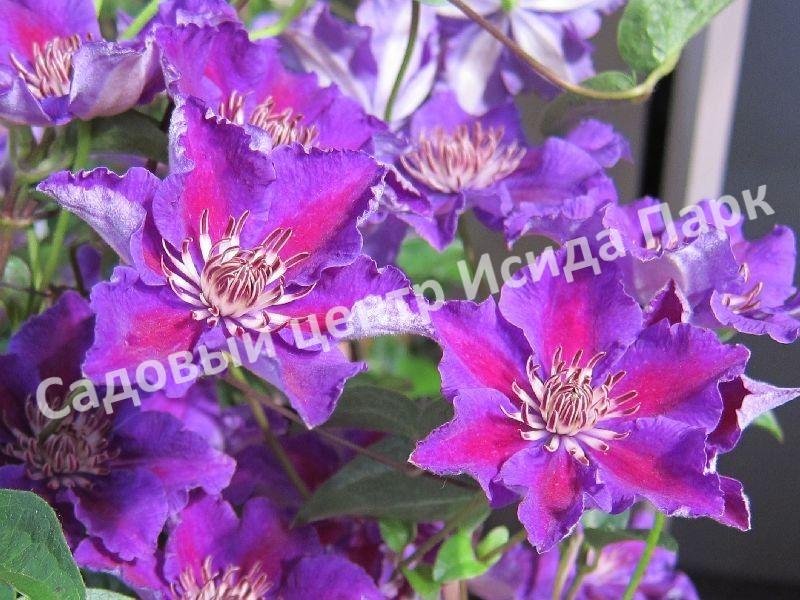 Клематис Ашва (Ashvа) Клематис Ашва (Ashvа)