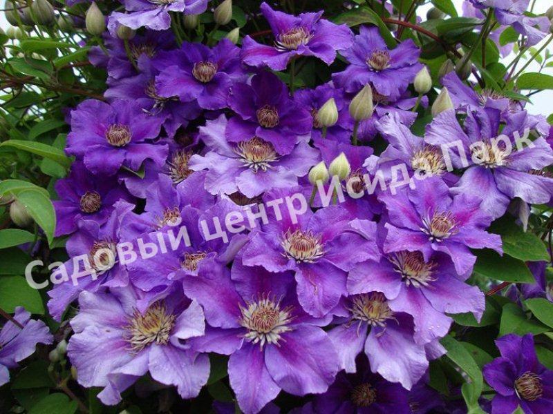 Клематис Ашва (Ashvа) Клематис Ашва (Ashvа)